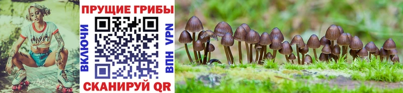 блэк спрут вход  наркотики  Каргополь  Галлюциногенные грибы Cubensis 